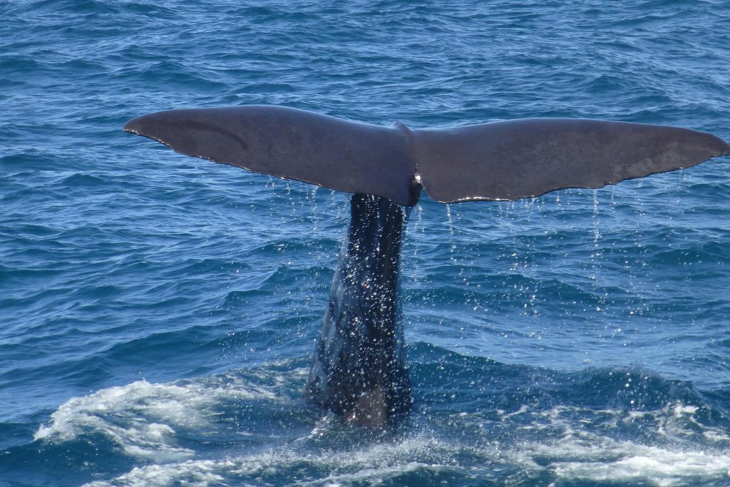 Whale watching in Lanai