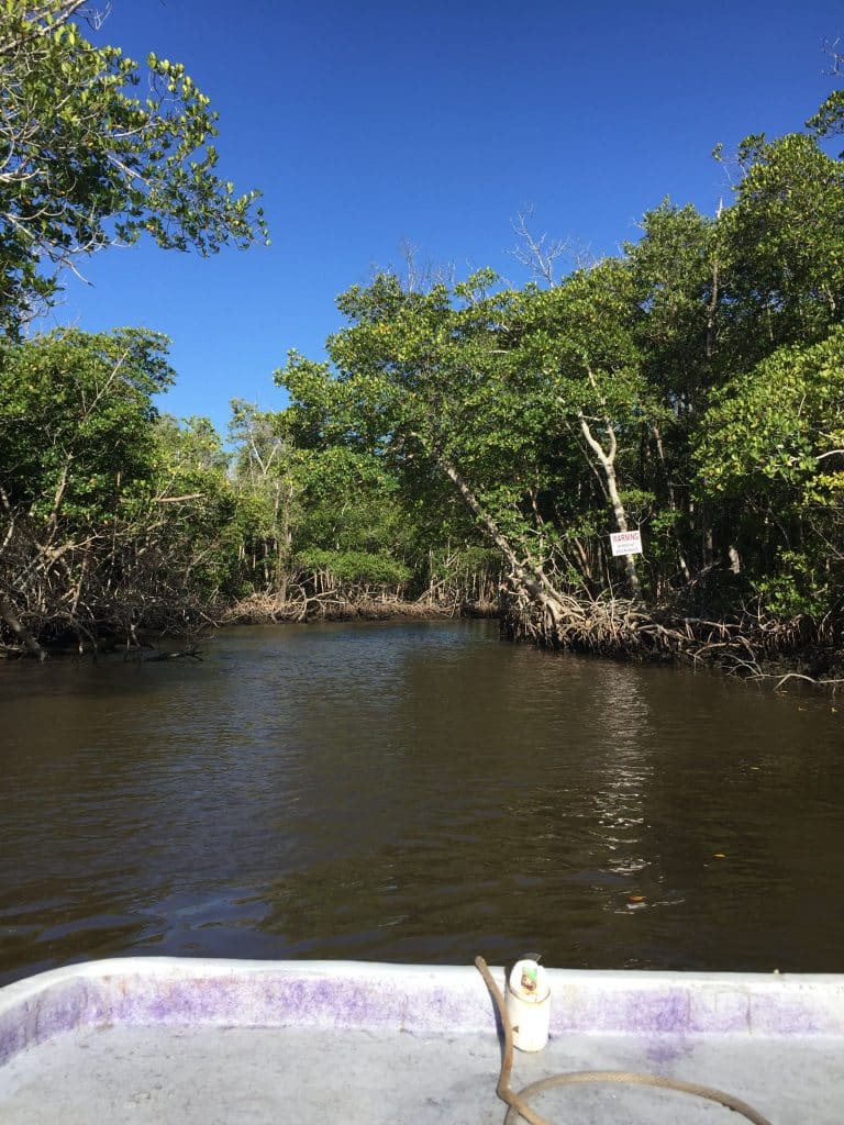 Beautiful and calm water Florida Everglades