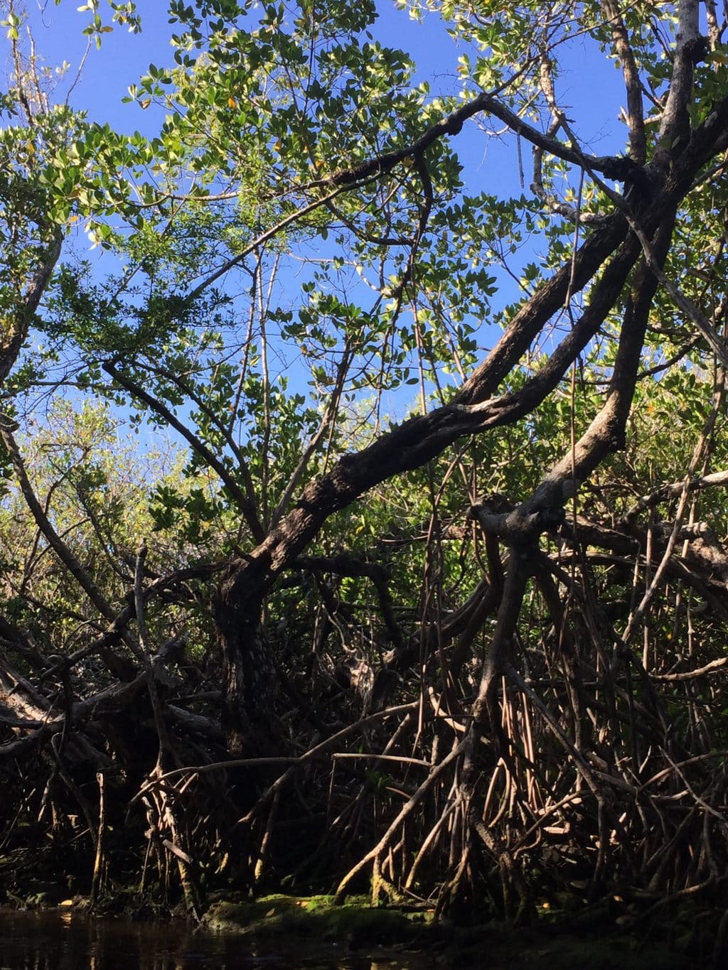 Florida Everglades blue sky and mangroves