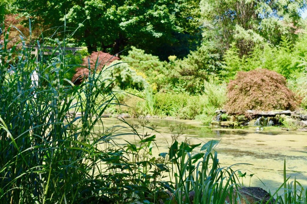 Private Japanese garden in Rochester