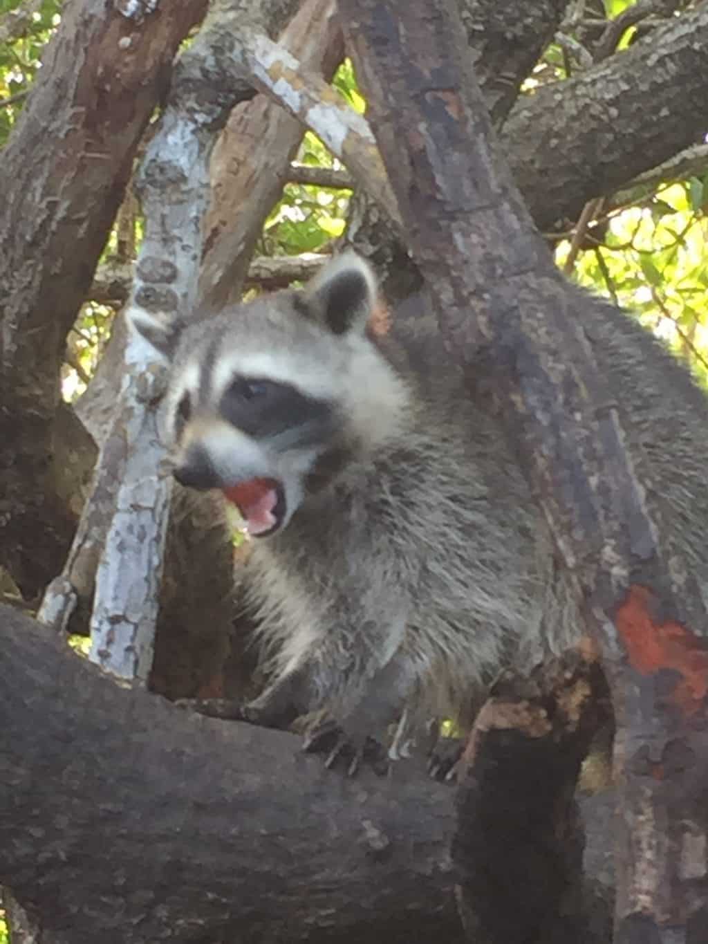 Florida Everglades raccoon on tree