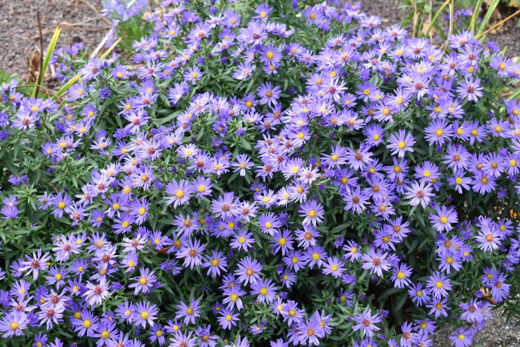 Purple flowers in Lichtenaler Allee