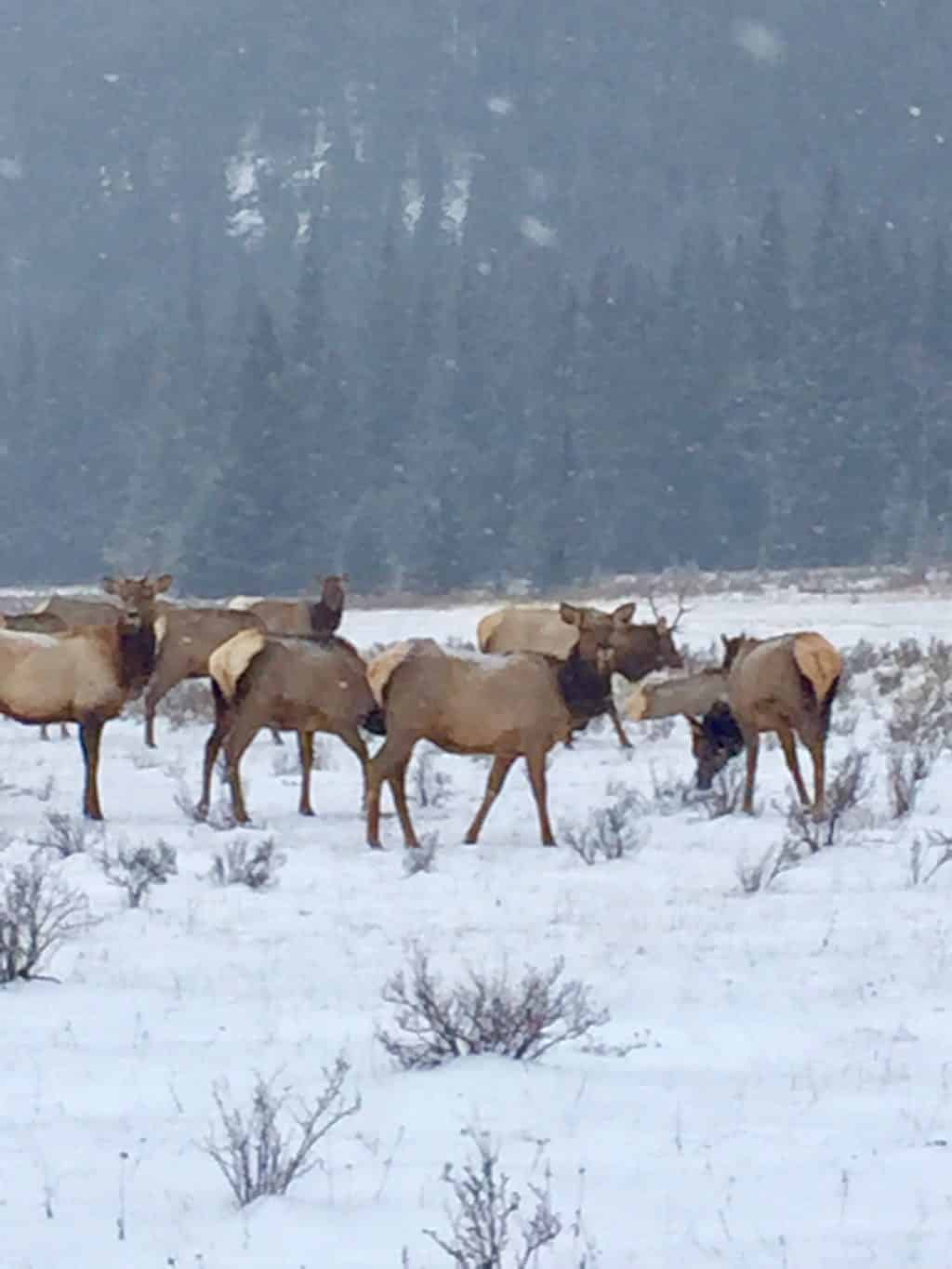 Wildlife in Banff