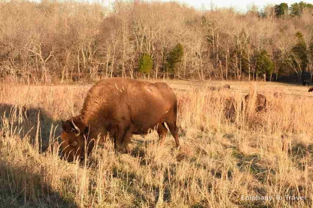 Christmas Holiday at Kentucky Lake Lodge