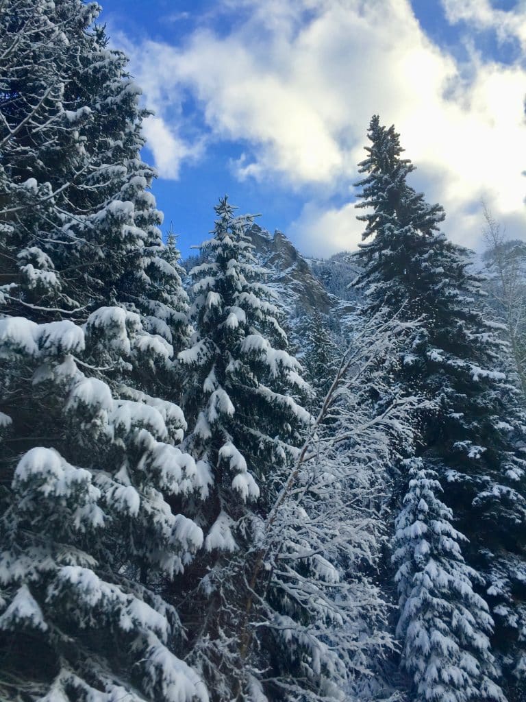 Tall Pines filled with snow