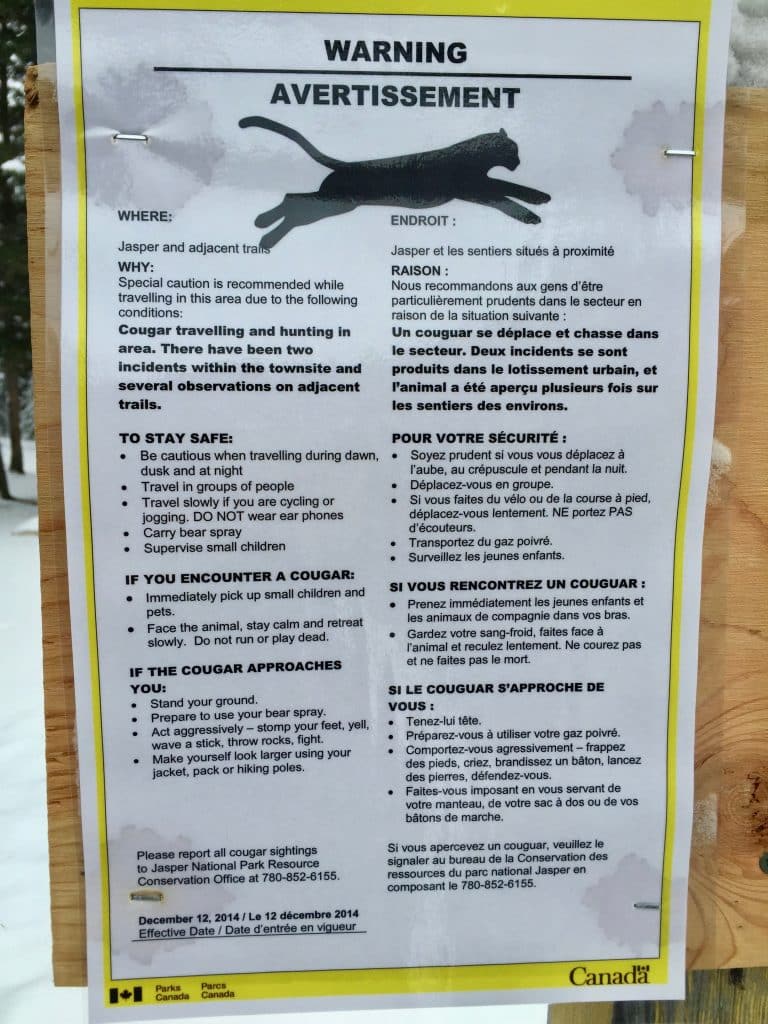 Cougar warning sign in Jasper Canada