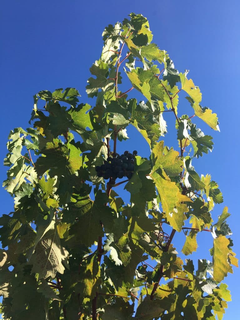 Beautiful grapes on a vine