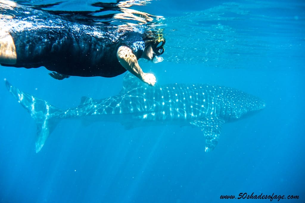 Adventure Travel: Adventure Seeker Swimming with whale sharks on the Ningaloo Reef
