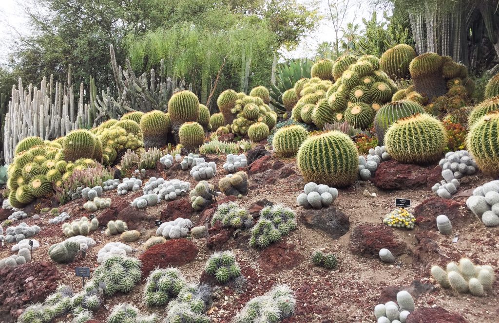 Beautiful flowers and gardens around the world: Succulents At The Desert Garden In The Huntington Gardens California 
