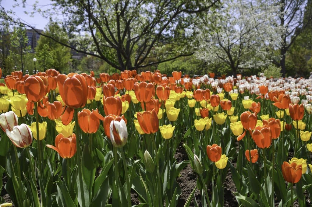 Beautiful flowers and gardens around the world: Tulips in Ottawa Canada