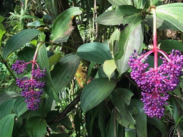 Beautiful flowers and gardens around the world: Hawaii Botanical Gardens 