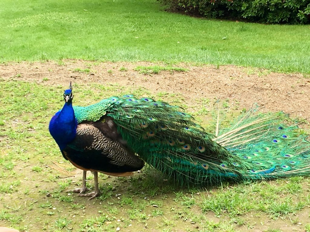 Peacock on Islo Bella, Lake Maggiore Italy