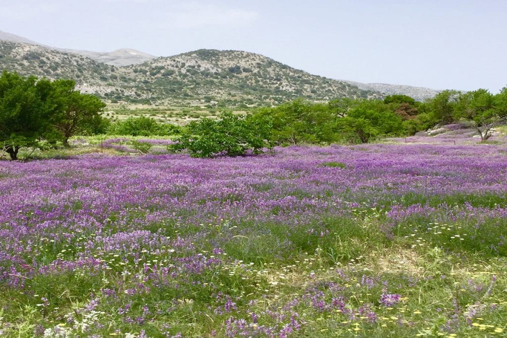 Beautiful flowers and gardens around the world: wild purple Vicia tenuifolia on Island of Crete Greece