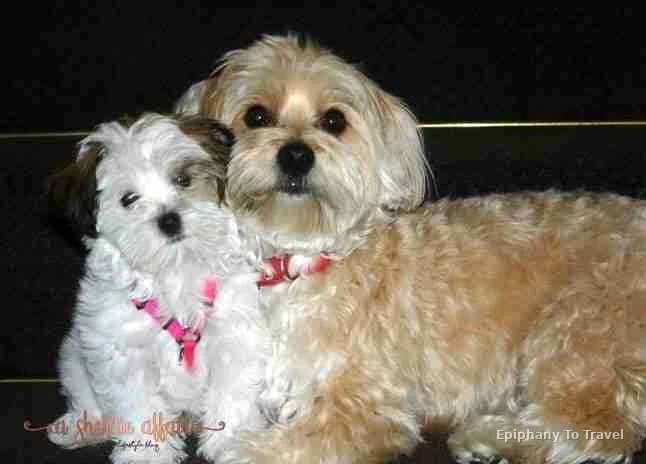 Our dogs Dolce Vita and Reddington - two Morkies