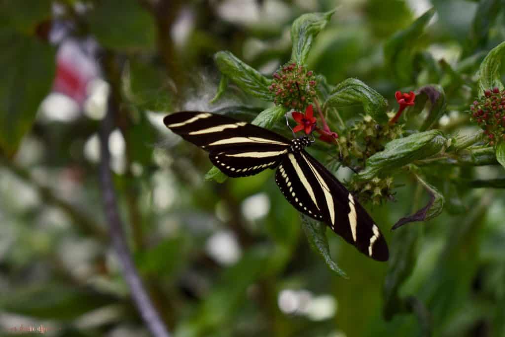large stripped butterfly in garden