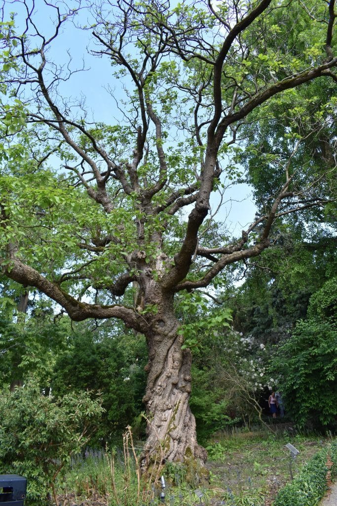 large old tree along the botanical garden pathway