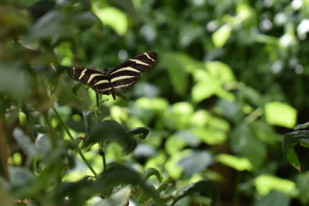 Stripped Butterfly in flight