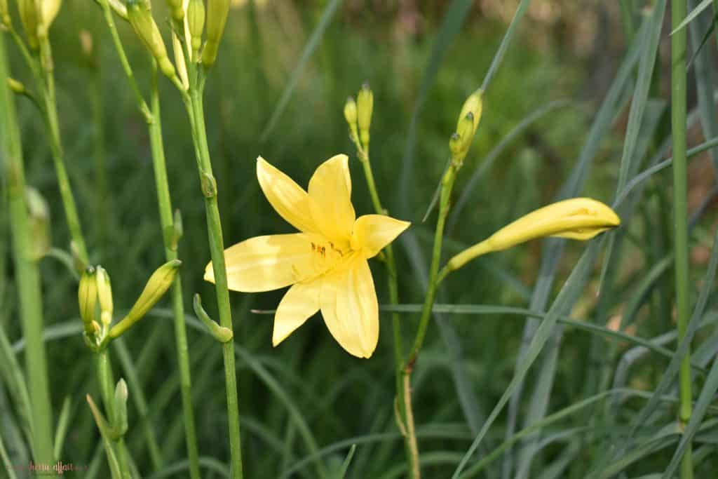beautiful yellow lily in garden