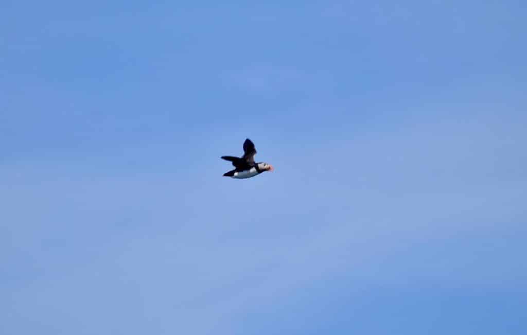 Puffin in flight on Isle of Skye
