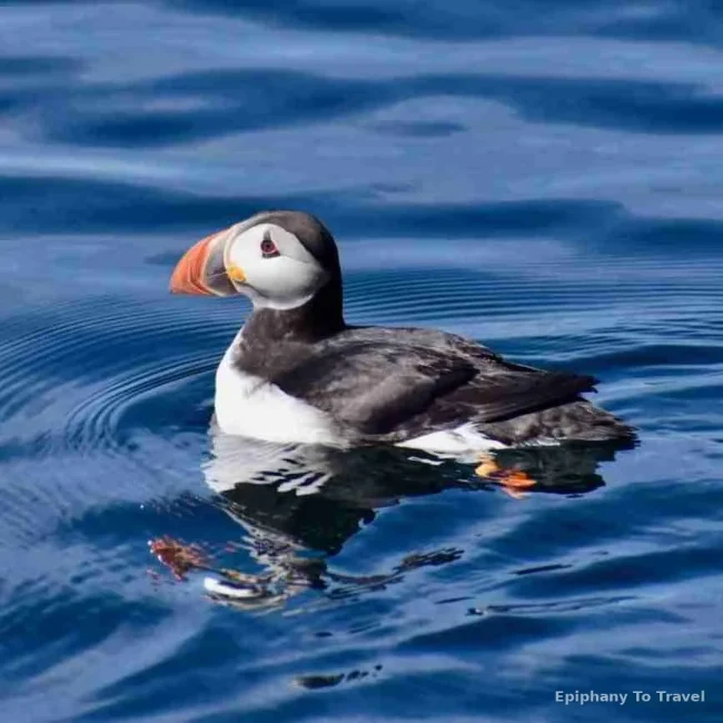 Isle of Skye Tour: Where to see Puffins and Seals