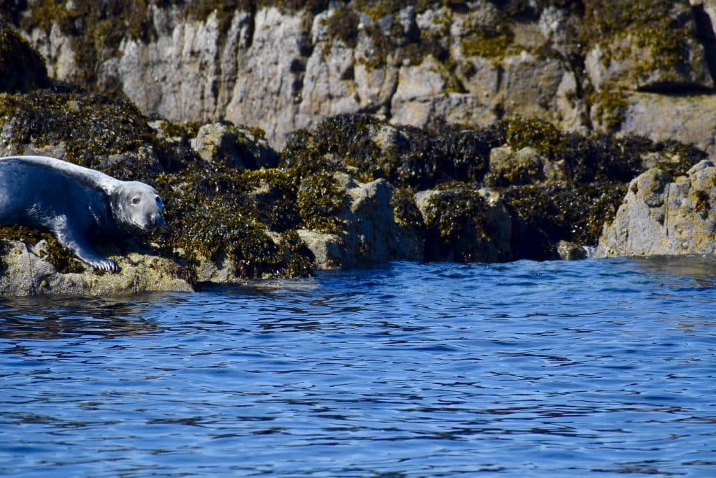 Uig Isle of Skye- Seal